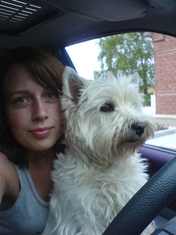 West highland white terrier Soffi - hendes første køre time :P billede 12
