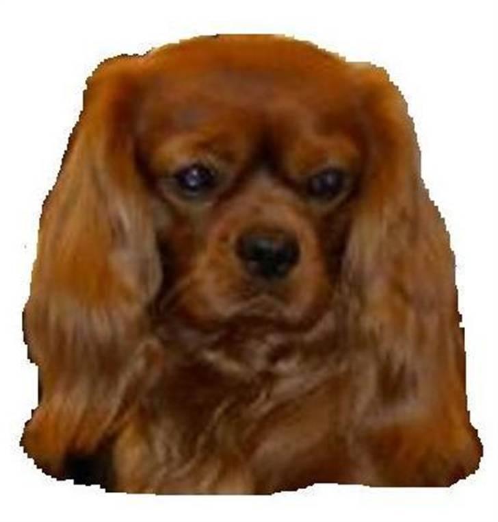 Cavalier king charles spaniel Canis - Ligner næsten den fra bøgerne! ;o) billede 1