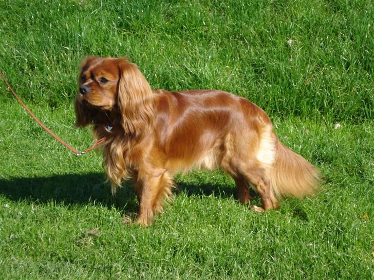 Cavalier king charles spaniel Canis - Billeder af hunde - Uploaded af