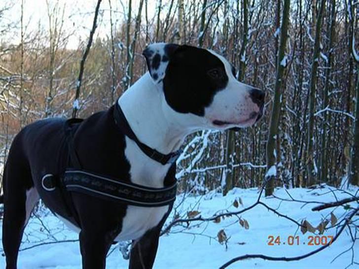 Amerikansk staffordshire terrier Chico (Armani) billede 20