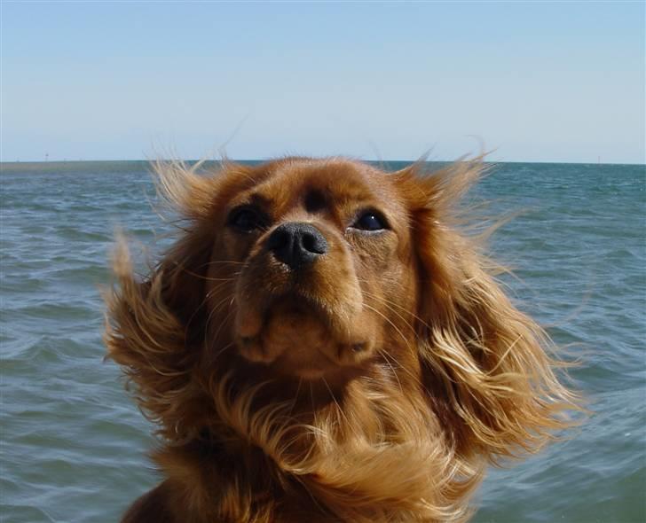 Cavalier king charles spaniel Canis - På en flyde-ponton et sted i Nordjylland billede 3