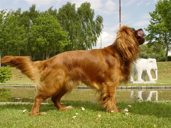 Cavalier king charles spaniel Canis billede 4