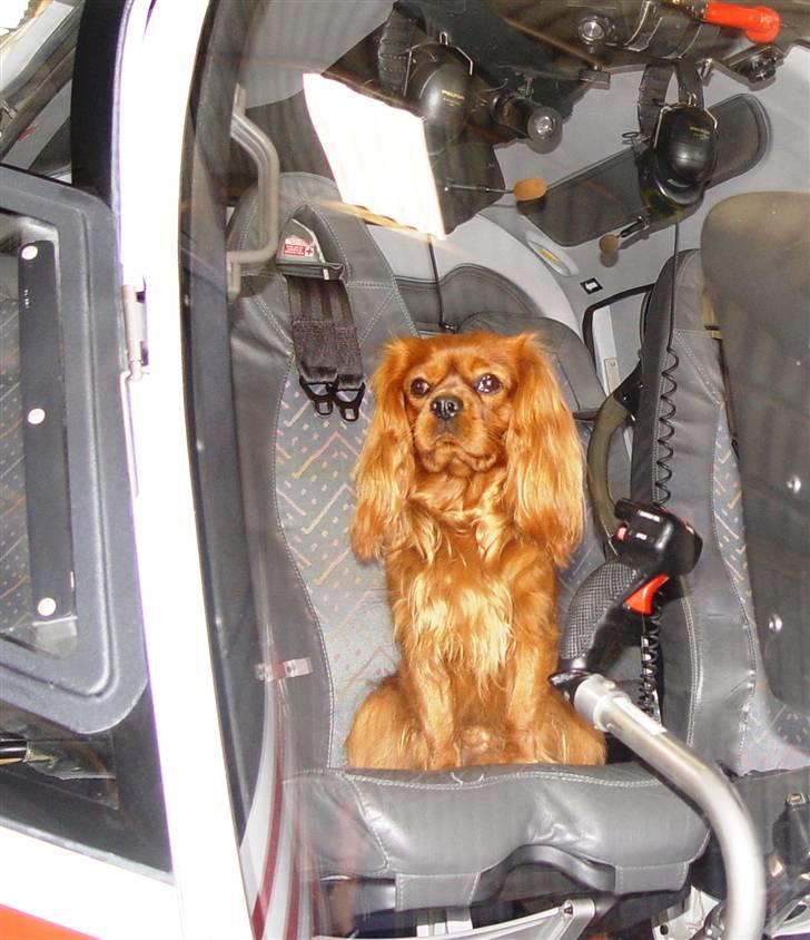 Cavalier king charles spaniel Canis - Min "far" er pilot, så jeg fik lige en tur :o) billede 5