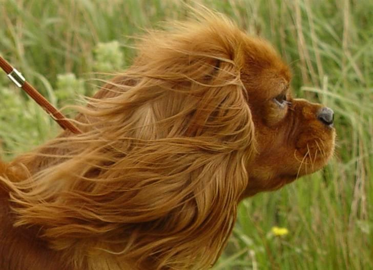 Cavalier king charles spaniel Canis - På andejagt i dammen... billede 6