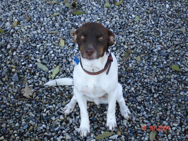 Dansk svensk gaardhund | Snoopy - hvor er du sød skatte billede 5