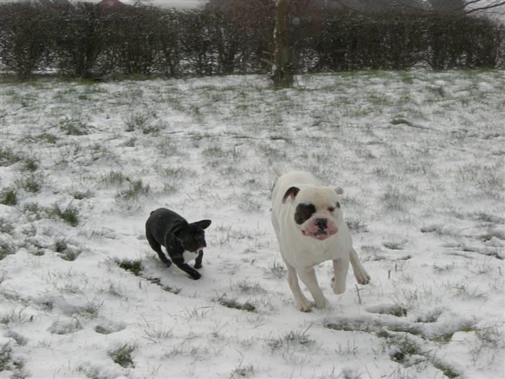 Fransk bulldog Frk Lotte - Noller. <3 billede 12
