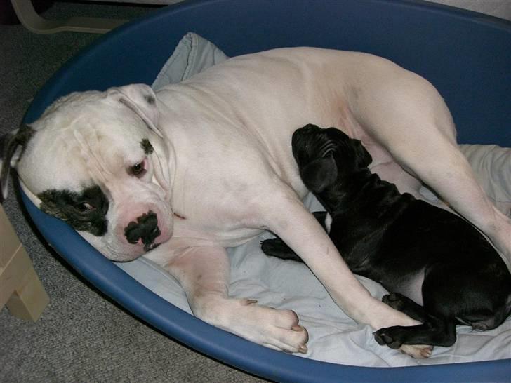 Fransk bulldog Frk Lotte - Noller. <3 billede 13