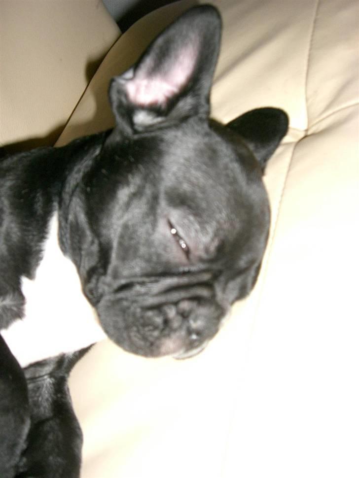 Fransk bulldog Frk Lotte - Noller. <3 billede 14