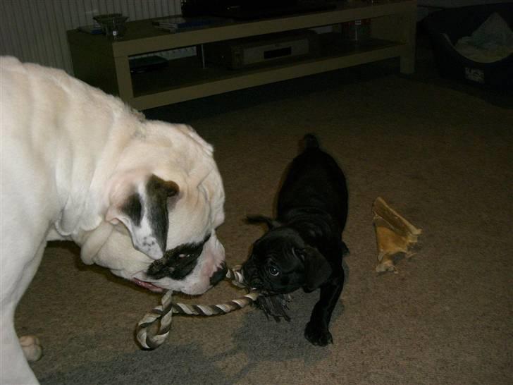 Fransk bulldog Frk Lotte - Noller. <3 billede 15