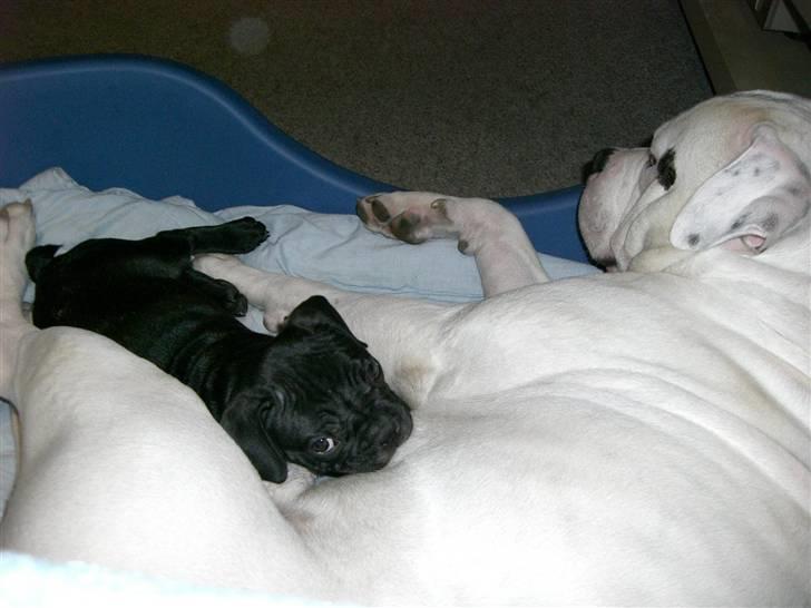 Fransk bulldog Frk Lotte - Noller. <3 billede 17