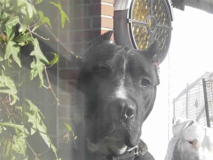 Cane corso obelix billede 12