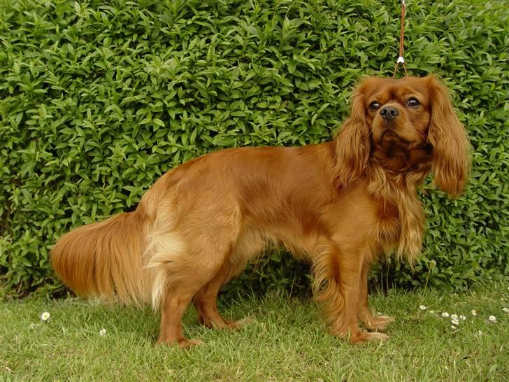 Cavalier king charles spaniel Canis billede 7