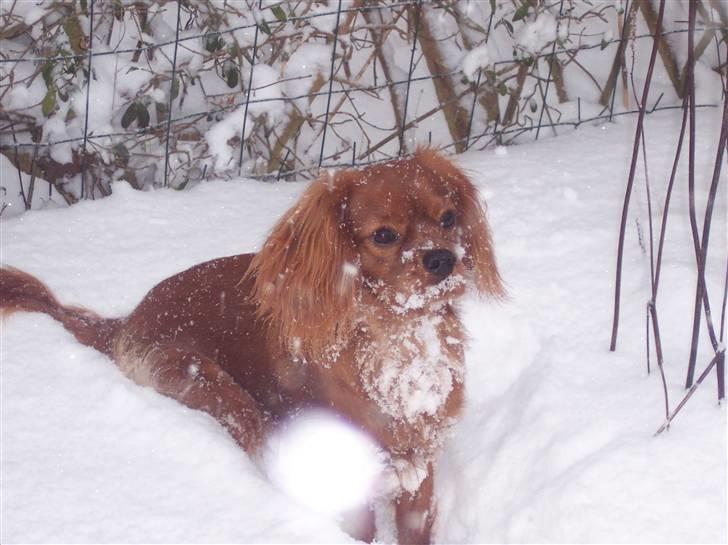 Cavalier king charles spaniel Canis - Mit første snevejr! billede 8