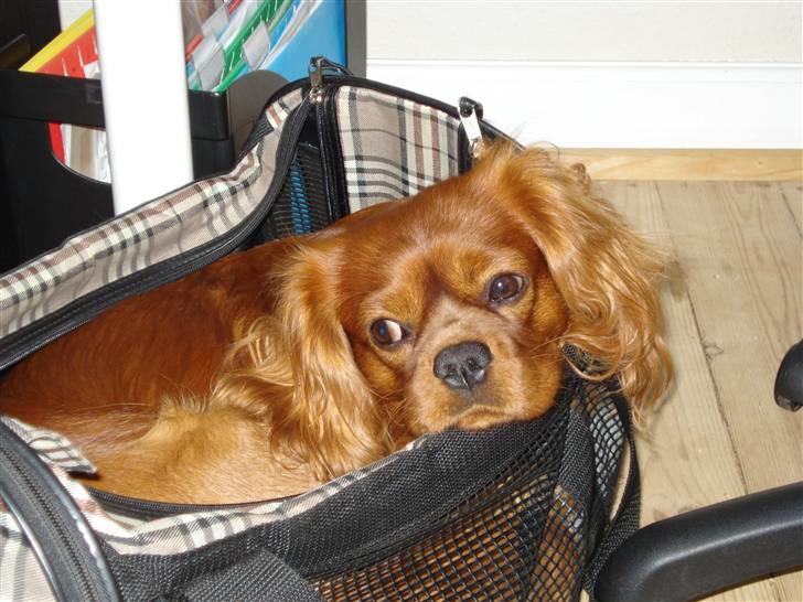 Cavalier king charles spaniel Canis - Når den nu alligevel står fremme... billede 9