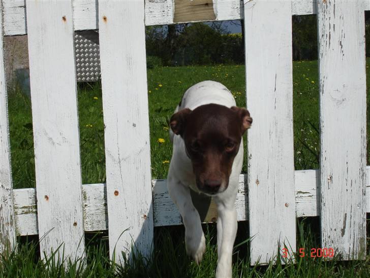 Dansk svensk gaardhund | Snoopy - srpriiiiiingggg haha billede 6