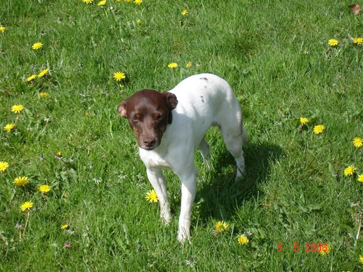 Dansk svensk gaardhund | Snoopy - dejlig sommerdag ikk ?  :b billede 7