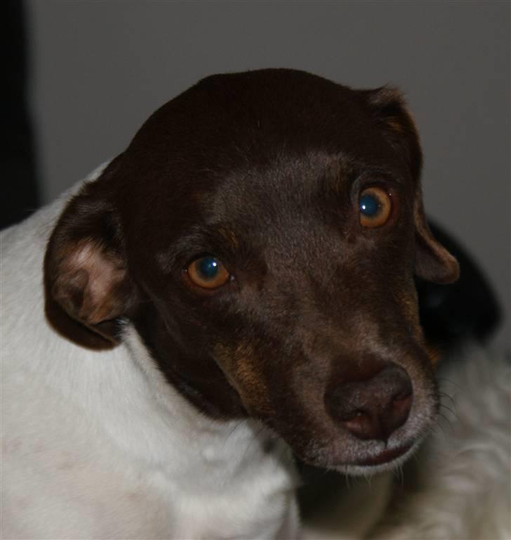 Dansk svensk gaardhund | Snoopy - så smuk så smuk billede 8