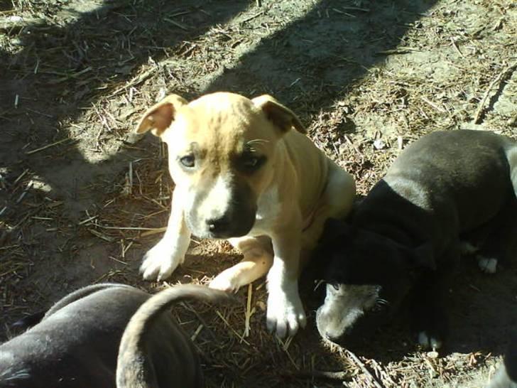 Amerikansk staffordshire terrier Ziggy billede 1