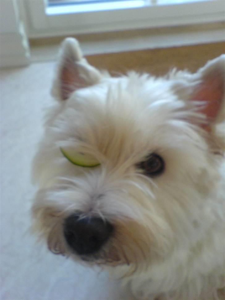 West highland white terrier Soffi billede 13