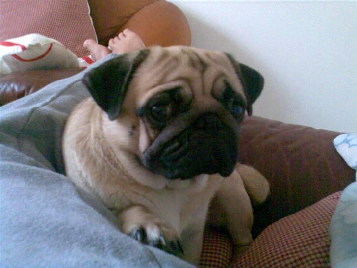 Mops Cirkeline billede 15