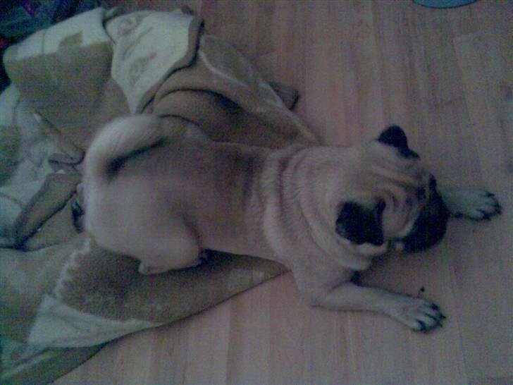 Mops Cirkeline - Fee Dyr :p billede 16