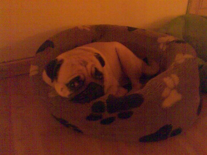 Mops Cirkeline - Dejllig<333 billede 17