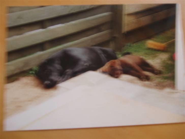 Labrador retriever Willi * aflivet :'( * - arg! det er varmt hvad med at tage en lur :D billede 2