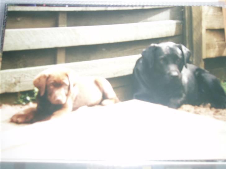 Labrador retriever Willi * aflivet :'( * - Sille & Willi hygger i haven :)<33 billede 3