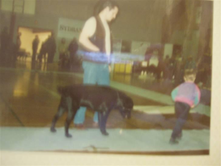 Labrador retriever Willi * aflivet :'( * billede 4