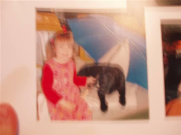 Labrador retriever Willi * aflivet :'( * billede 5