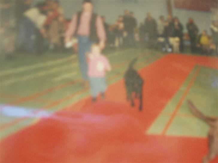 Labrador retriever Willi * aflivet :'( * - Til hundestævne med Willi :) Fik en 4 plads i barn og hund ud af 15 :)rigtig stolt var kun 3 år :D<33 billede 6