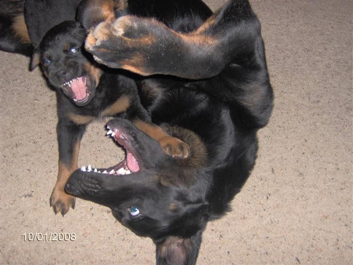 Rottweiler kenzo - her overfalder jeg min storebror Tyson billede 6