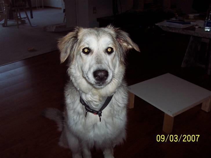 Blanding af racer lucy billede 1