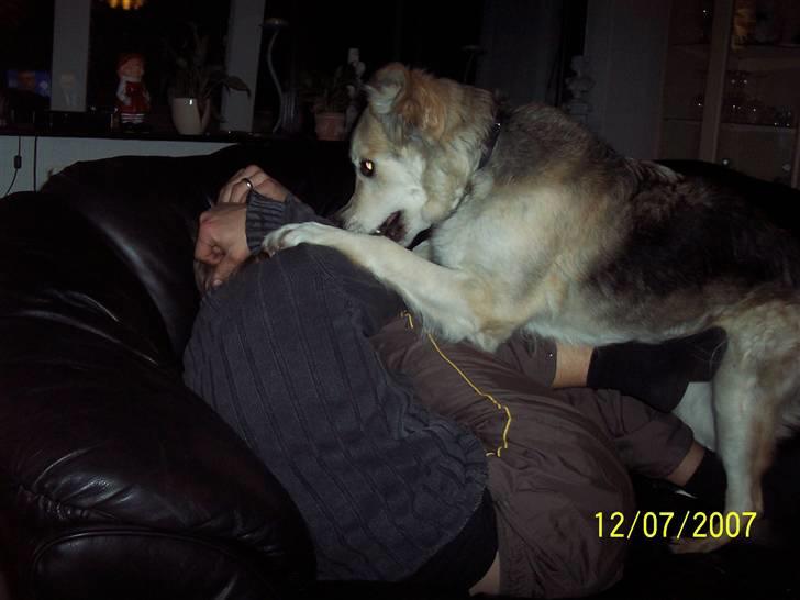 Blanding af racer lucy - leger med far billede 2