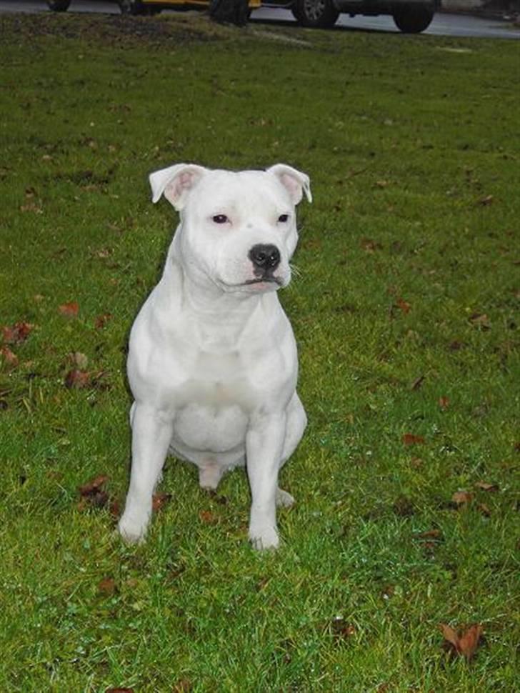 Staffordshire bull terrier Günter - Hot Staff´s Qualified To Win “Günter” 11 månader *ny* billede 4