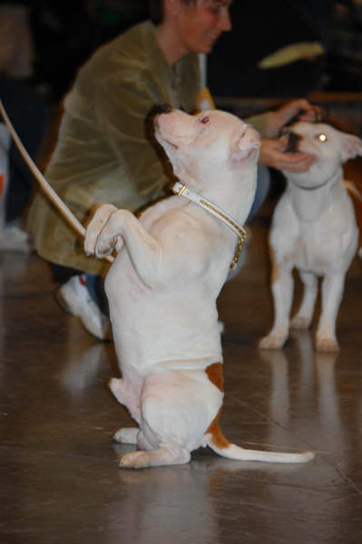 Staffordshire bull terrier Günter - "Günter på Nordiskvinnar utställning i Stockholm  billede 5
