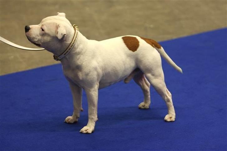 Staffordshire bull terrier Günter - "Günter" på Svensk vinnar utställning i Göteborg  billede 6