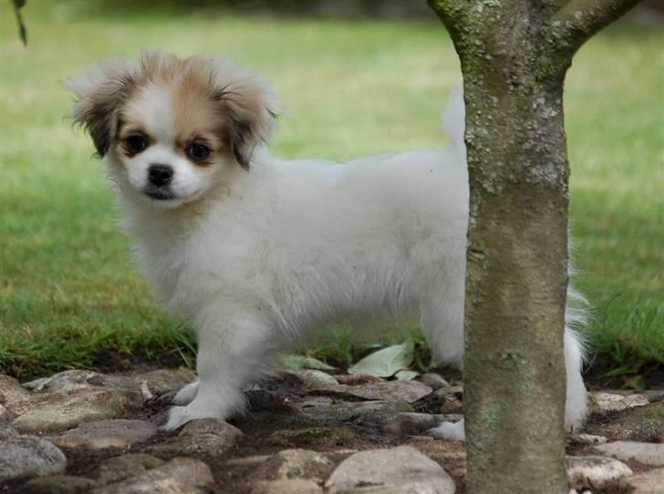 Tibetansk spaniel <3 Rewa <3  - du kan ikke se mig hi hi billede 1