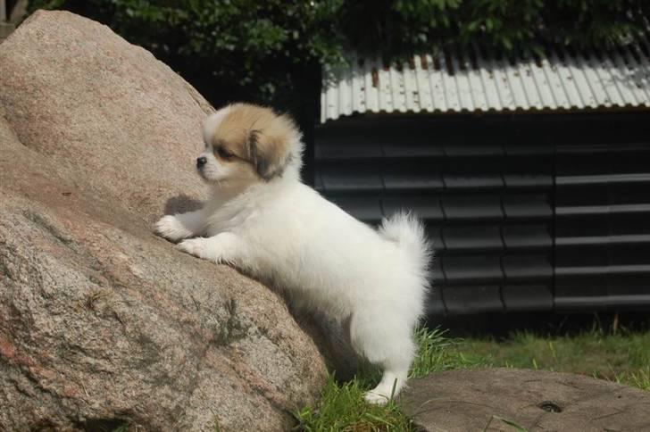 Tibetansk spaniel <3 Rewa <3  - jeg vil ogsår op  billede 3