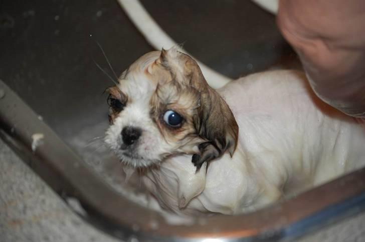 Tibetansk spaniel <3 Rewa <3  - jeg HADER at komme i bad  billede 4