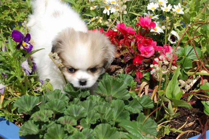 Tibetansk spaniel <3 Rewa <3  - jeg er stille som en ninja  billede 5