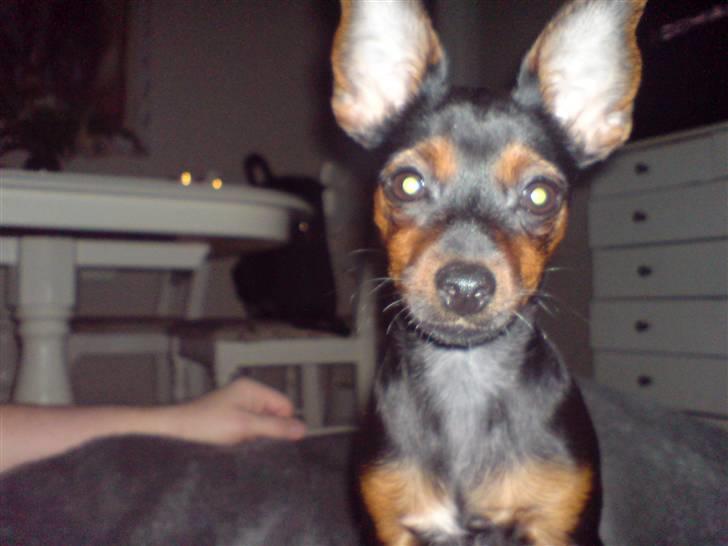 Prazsky krysarik Lille My billede 4