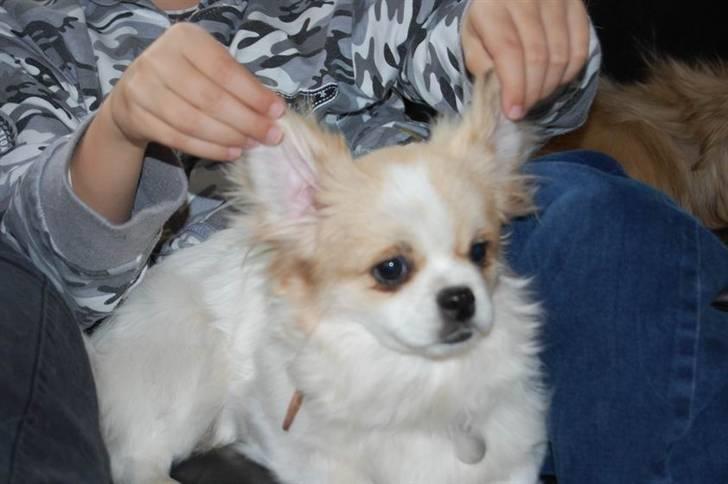 Tibetansk spaniel <3 Rewa <3  - bat dog billede 6