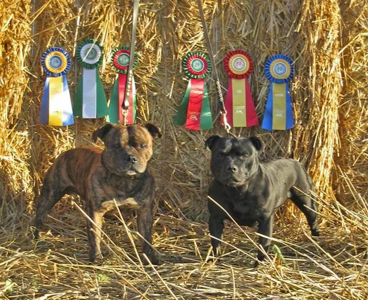 Staffordshire bull terrier Little Frogs - 18 Augusti i Nyköping BIM:SUCH  Little Frogs Domini Veneti "Simba"  BIR: SUCH DKUCH Little Frogs Formulae Ricasoli "Nemi"  *ny* billede 15