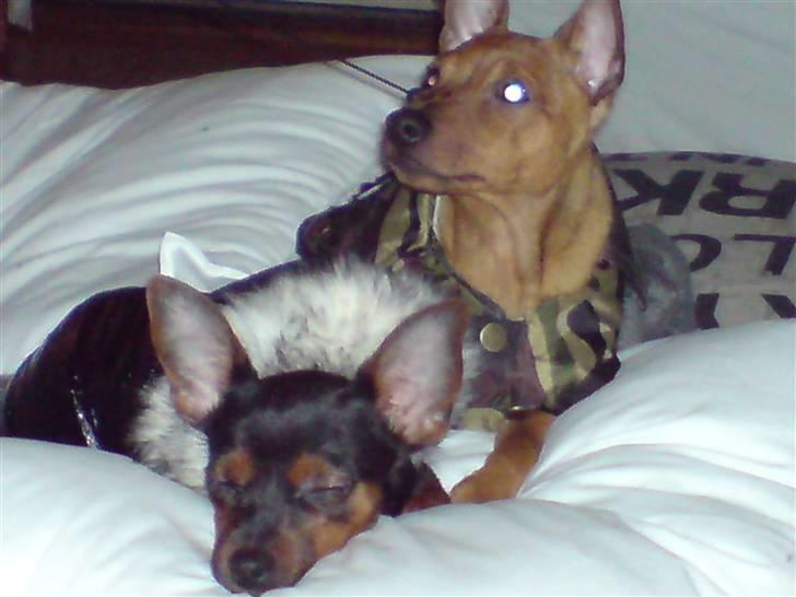 Prazsky krysarik Lille My billede 5