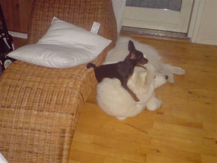 Prazsky krysarik Lille My billede 6