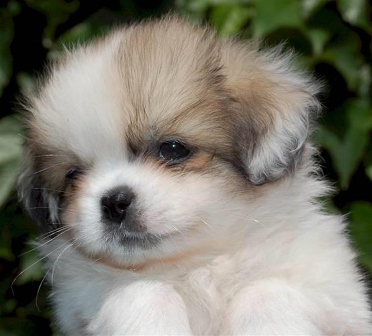 Tibetansk spaniel <3 Rewa <3  - er jeg ikke bare kær hi hi ;-) billede 7