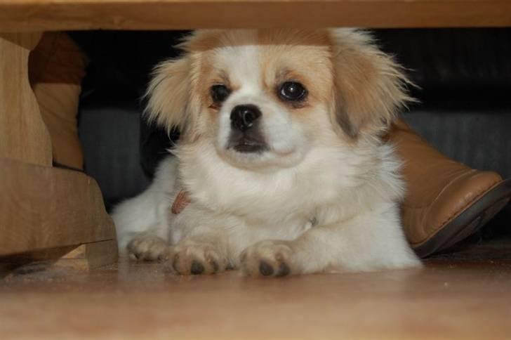 Tibetansk spaniel <3 Rewa <3  - det er dejligt at få en pause billede 8