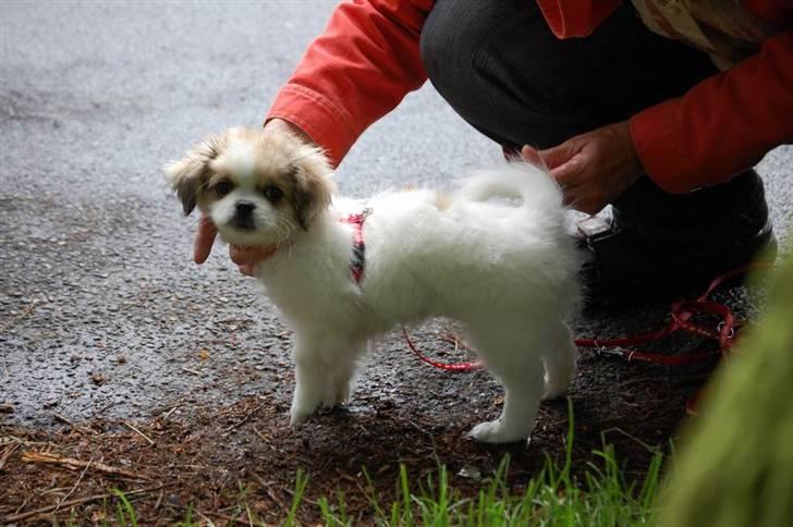 Tibetansk spaniel <3 Rewa <3  - øv jeg er våd  billede 9