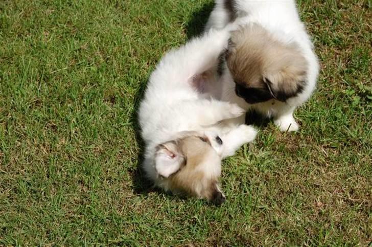 Tibetansk spaniel <3 Rewa <3  - SLÅSKAMP billede 10